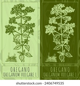 Vector drawings OREGANO. Hand drawn illustration. Latin name ORIGANUM VULGARE L.
