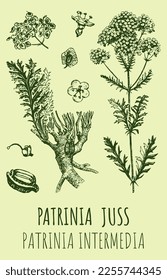 Vector drawings of PATRINIA. Hand drawn illustration. Latin name Patrinia JUSS..

