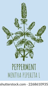 Dibujos vectoriales de menta. Ilustración dibujada a mano. Nombre latino MENTHA PIPERITA L.
