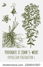 Vector drawings of Perforate St John's-wort. Hand drawn illustration. Latin name HYPERICUM PERFORATUM.
