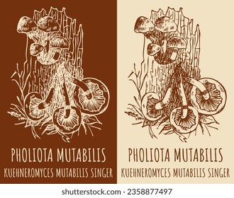 Vector drawings PHOLIOTA MUTABILIS. Hand drawn illustration. Latin name KUEHNEROMYCES MUTABILIS SINGER.
