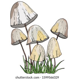 vector drawings, a picture of realistic forest mushrooms, isolate on a white background