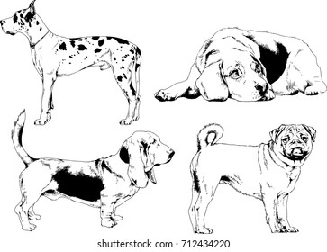 vector drawings of purebred dog hand-drawn symbol of the new year