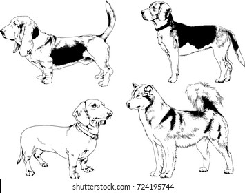 vector drawings of purebred dog hand-drawn symbol of the new year