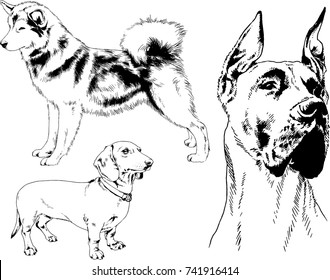 vector drawings of purebred dog hand-drawn symbol of the new year