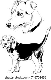 vector drawings of purebred dogs drawn in ink freehand sketches ,Pets , symbol of the new year