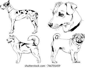 vector drawings of purebred dogs drawn in ink freehand sketches ,Pets , symbol of the new year