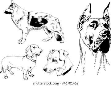 vector drawings of purebred dogs drawn in ink freehand sketches ,Pets , symbol of the new year