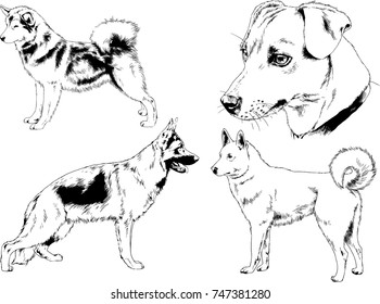 vector drawings of purebred dogs drawn in ink freehand sketches ,Pets , symbol of the new year