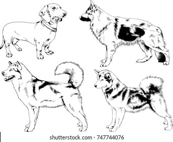 vector drawings of purebred dogs drawn in ink freehand sketches ,Pets , symbol of the new year