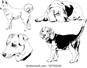 vector drawings of purebred dogs drawn in ink freehand sketches ,Pets , symbol of the new year