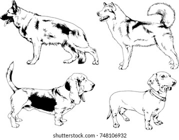 vector drawings of purebred dogs drawn in ink freehand sketches ,Pets , symbol of the new year
