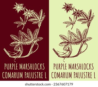 Vector drawings PURPLE MARSHLOCKS. Hand drawn illustration. Latin name COMARUM PALUSTRE  L.
