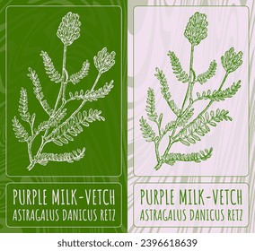 Vector drawings PURPLE MILK-VETCH. Hand drawn illustration. Latin name ASTRAGALUS DANICUS RETZ.
