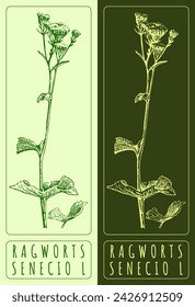 Dibujos vectoriales RAGWORTS. Dibujado a mano ilustración. Nombre en latín SENECIO L.
