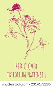 Dibujos vectores RED CLOVER. Ilustración dibujada a mano. Nombre latino Trifolium pratense L.
