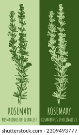 Vector drawings ROSMARINUS OFFICINALIS . Hand drawn illustration. Latin name Salvia rosmarinus.
