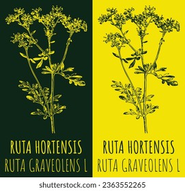 Vector drawings RUTA HORTENSIS . Hand drawn illustration. Latin name RUTA GRAVEOLENS L.
