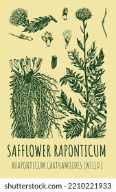 Vector drawings of SAFFLOWER RAPONTICUM . Hand drawn illustration. Latin name Rhaponticum carthamoides.
