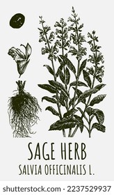 Vektorgrafiken von Salbei. Handgezeichnete Illustration. Lateinischer Name SALVIA OFFICINALIS.
