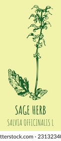 Sabio de dibujos vectoriales. Ilustración dibujada a mano. Nombre latino Salvia officinalis L.
