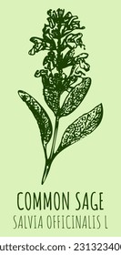 Sabio de dibujos vectoriales. Ilustración dibujada a mano. Nombre latino Salvia officinalis L.
