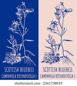 Vector drawings SCOTTISH BLUEBELL. Hand drawn illustration. Latin name CAMPANULA ROTUNDIFOLIA  L.

