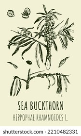 Vector drawings of SEA BUCKTHORN. Hand drawn illustration. Latin name HIPPOPHAE RHAMNOIDES L.
