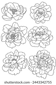 vector drawings set of outline peonies