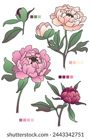 vector drawings set of peony branches with gradient fill