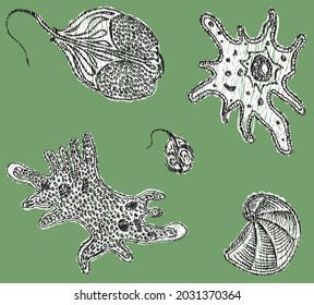 Dibujos vectoriales de varios protozoos decorativos y amebas