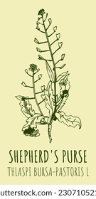 Vector drawings SHEPHERD'S PURSE . Hand drawn illustration. Latin name THLASPI BURSA-PASTORIS L. 
