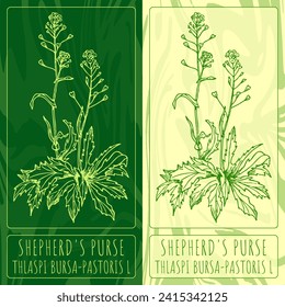 Vector drawings shepherd's purse . Hand drawn illustration. Latin name THLASPI BURSA-PASTORIS L.
