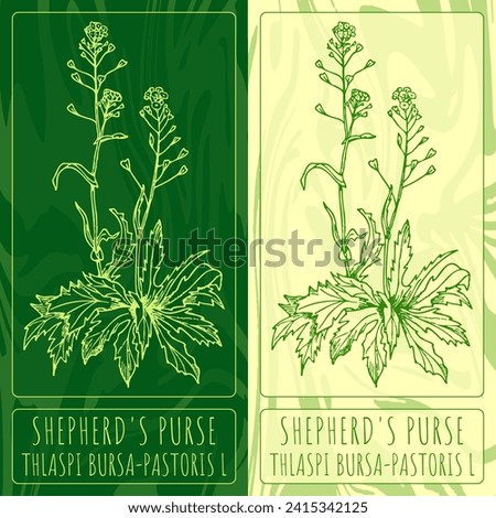 Vector drawings shepherd's purse . Hand drawn illustration. Latin name THLASPI BURSA-PASTORIS L.
