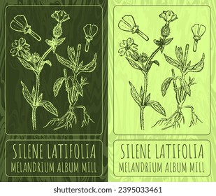 Vector drawings SILENE LATIFOLIA . Hand drawn illustration. Latin name MELANDRIUM ALBUM MILL.
