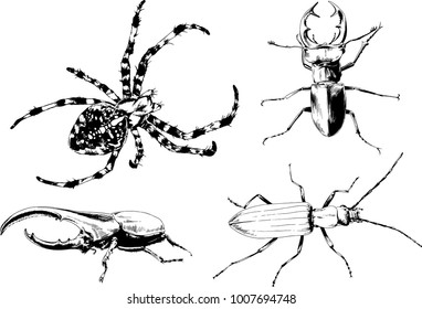 vector drawings sketches different insects bugs Scorpions spiders drawn in ink by hand , objects with no background