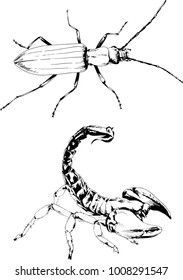 vector drawings sketches different insects bugs Scorpions spiders drawn in ink by hand , objects with no background
