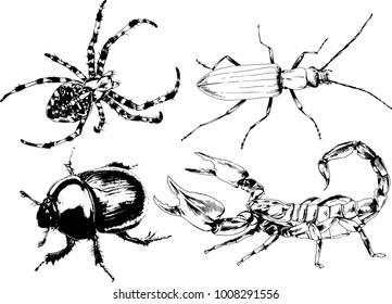 vector drawings sketches different insects bugs Scorpions spiders drawn in ink by hand , objects with no background