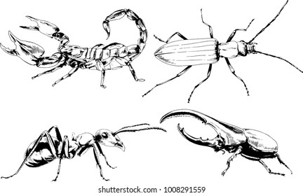 vector drawings sketches different insects bugs Scorpions spiders drawn in ink by hand , objects with no background