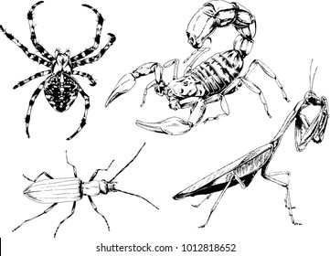 vector drawings sketches different insects bugs Scorpions spiders drawn in ink by hand , objects with no background