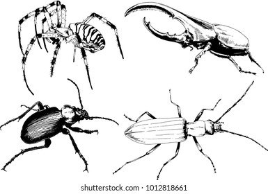 vector drawings sketches different insects bugs Scorpions spiders drawn in ink by hand , objects with no background