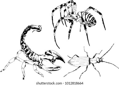 vector drawings sketches different insects bugs Scorpions spiders drawn in ink by hand , objects with no background