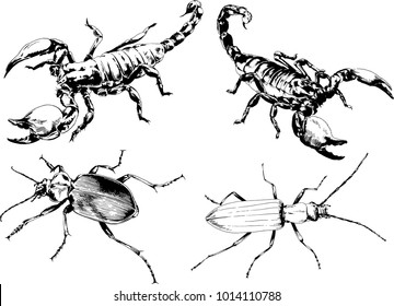 vector drawings sketches different insects bugs Scorpions spiders drawn in ink by hand , objects with no background