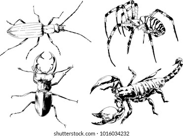 vector drawings sketches different insects bugs Scorpions spiders drawn in ink by hand , objects with no background
