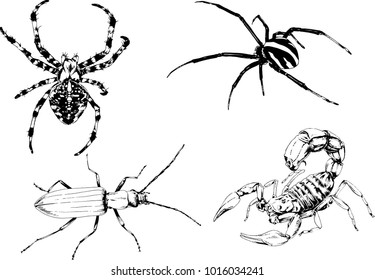 vector drawings sketches different insects bugs Scorpions spiders drawn in ink by hand , objects with no background