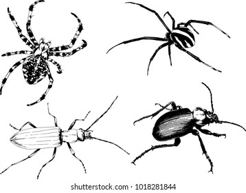 vector drawings sketches different insects bugs Scorpions spiders drawn in ink by hand , objects with no background