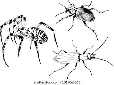 vector drawings sketches different insects bugs Scorpions spiders drawn in ink by hand , objects with no background