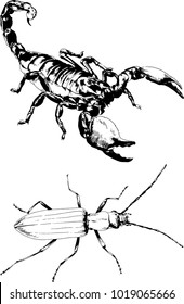 vector drawings sketches different insects bugs Scorpions spiders drawn in ink by hand , objects with no background