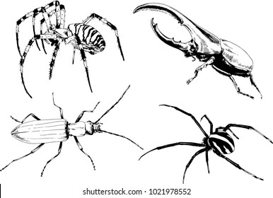 vector drawings sketches different insects bugs Scorpions spiders drawn in ink by hand , objects with no background