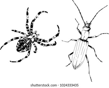 vector drawings sketches different insects bugs Scorpions spiders drawn in ink by hand , objects with no background